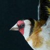Avatar of thepaperfinch