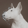 Sketchfab profile picture for @amps