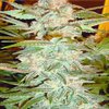 Avatar of Marijuana Clones Salem Oregon