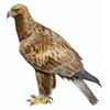 Avatar of mcflymclovinnacho