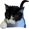 Avatar of ratstick