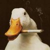 Avatar of sigma_duck