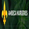 Avatar of ambeca-nurseries