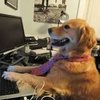 Avatar of TheRealD0ge