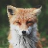 Avatar of fox_alex