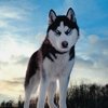 Avatar of siberianhuskytshirt