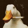 Avatar of Arthur_Rostsest