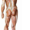 Avatar of LitoBXL
