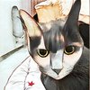 Avatar of catOS-catOS