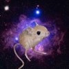 Avatar of SpaceRat