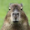 Avatar of FunnyCapybaraGuy