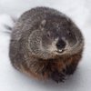 Avatar of Curlygroundhog