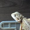 Avatar of Nugget11301360
