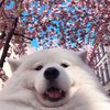 Avatar of MochaPom