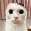 Avatar of Therandomone