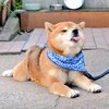 Avatar of BaoFu