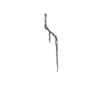Avatar of CellDevises