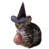 Avatar of envse