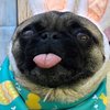 Avatar of Puggo10