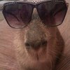 Avatar of Julmust