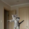Avatar of Miau.Sculos