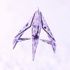 Avatar of AntzaArt
