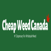 Avatar of Cheap Weed Canada
