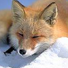 Avatar of Foxyisinhell