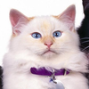 Avatar of yukiooh