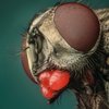 Avatar of HDMacro
