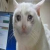 Avatar of xxchelxx