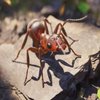 Avatar of Ant Red