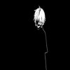 Avatar of zohaibali4663949