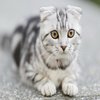Avatar of lightcat31