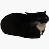 Avatar of cesco123