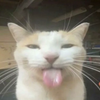 Avatar of izzdanishtv