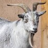 Avatar of cheese_goat