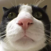Avatar of RobbeSmalle