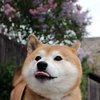 Avatar of Growlett44