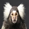 Avatar of SillyTubby