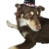 Avatar of GonnabeOkay