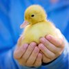 Avatar of Sarah_the_Ducki