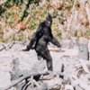 Avatar of Sheapes