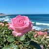 Avatar of Blossoming_Rose