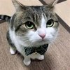 Avatar of gatito fino