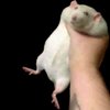 Avatar of ceiiOffical