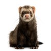 Avatar of PickledFerret