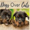 Avatar of DogsOCats