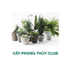 Avatar of CÂY PHONG THỦY CLUB