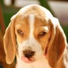 Avatar of hungry_beagle